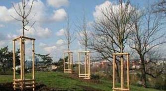 Výsadba 80 ks stromů v intravilánu – MČ Praha 12