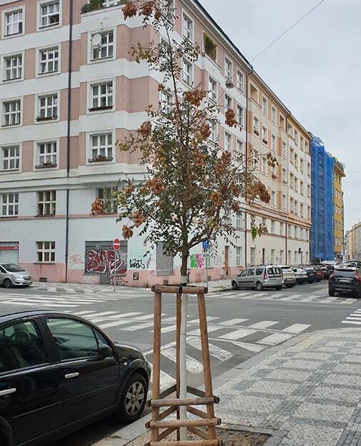Zřízení 5 rabátek včetně výsadby stromů v ulici Schnirchova, Praha 7