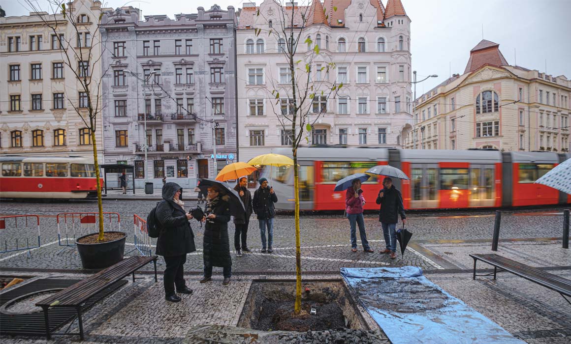 Na Strossmayerově náměstí porostou klimaticky odolné stromy!