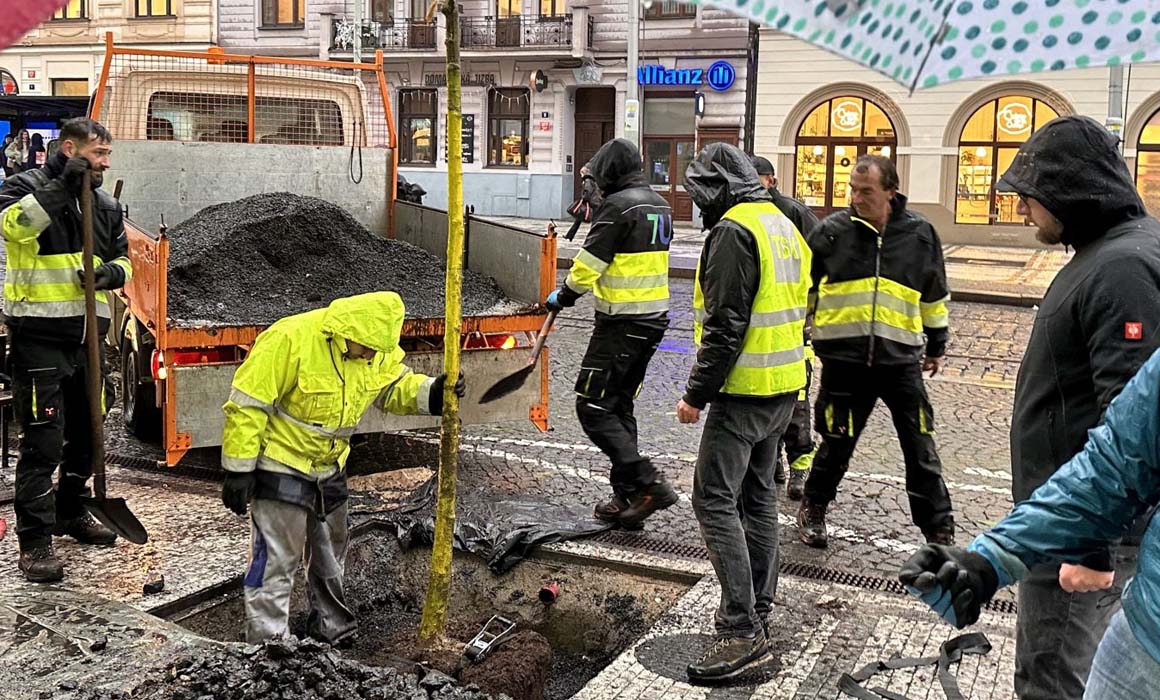 Na Strossmayerově náměstí porostou klimaticky odolné stromy!