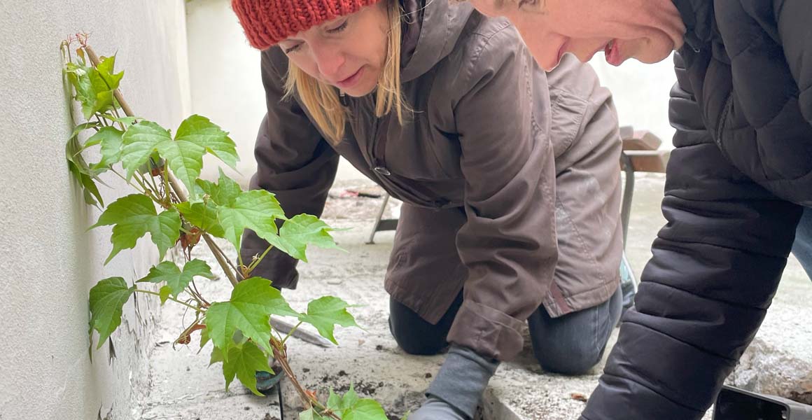 Zasaďte si svou popínavku.