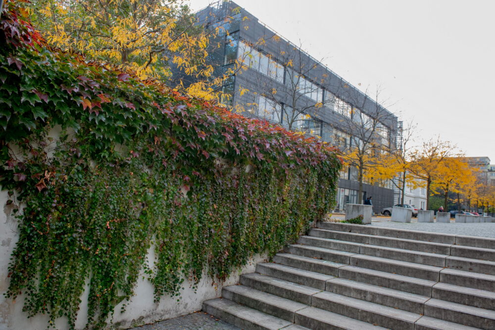 Popínavky ve městě