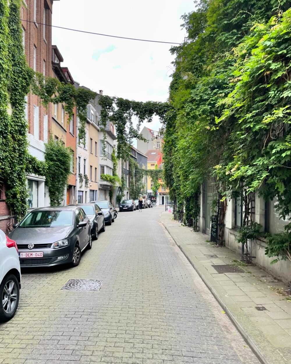 Popínavky ve městě