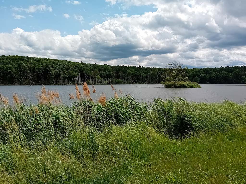 Litožnický rybník