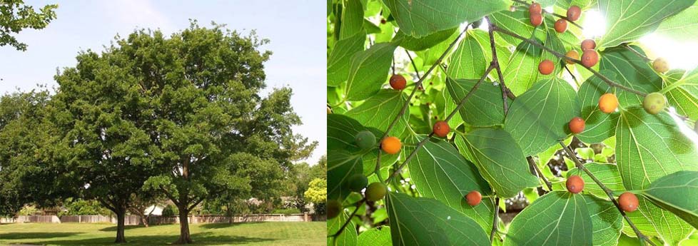 Břestovec čínský