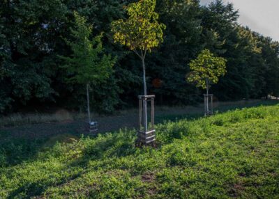 Založení květnatých luk a posílení biodiverzity, Praha 10